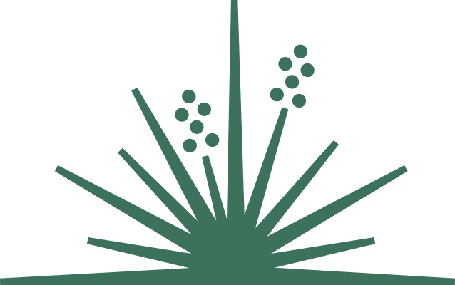 yucca